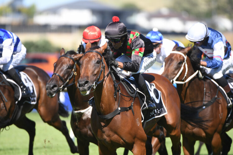 Sorghaghtani will contest the Gr.2 Ultimate Mazda Japan Trophy (1600m) at Tauranga on Saturday.
Photo: Kenton Wright (Race Images)