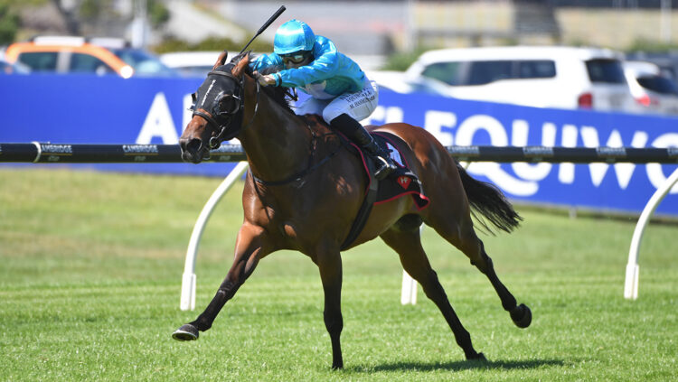 Sweynesday winning the Gr.3 Haunui Farm King’s Plate (1200m) at Ellerslie.
Photo: Kenton Wright (Race Images)