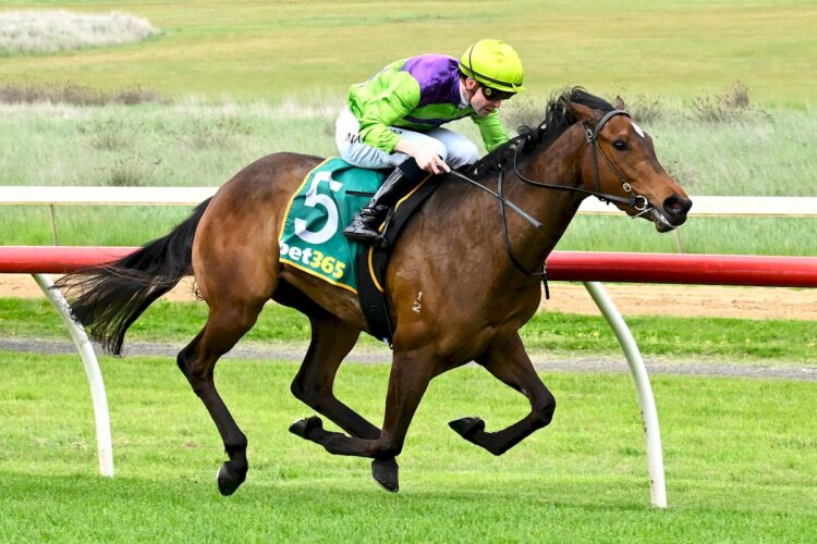 Star Of Omaha ridden by Tom Madden wins the Taylor Toyota 3YO Maiden Plate at Hamilton Racecourse on October 11, 2025 in Hamilton, Australia. (Photo by Adam Trafford/Racing Photos)