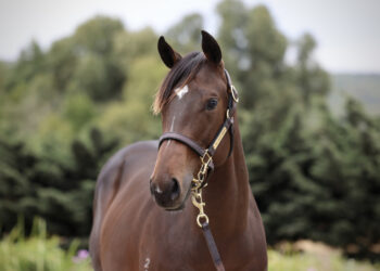 AFL hero Jack Gunston’s $50K racing move