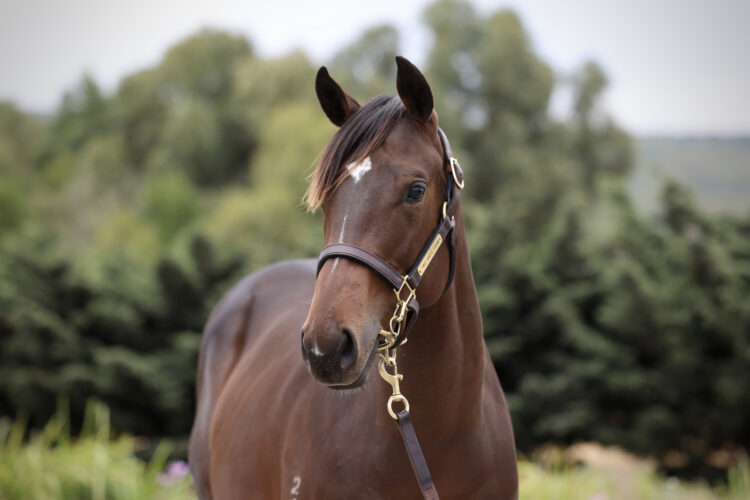 The 2-year-old filly bought by AFL star Jack Gunston