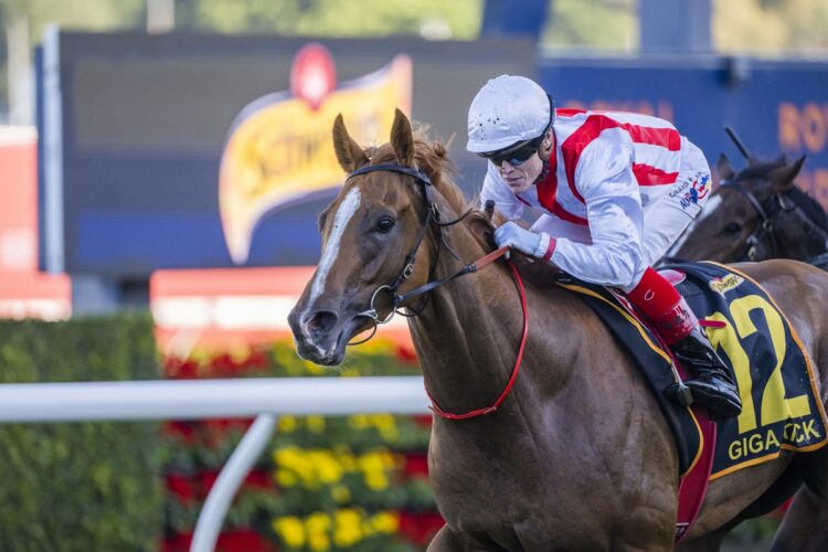 Matt Collum thinks Giga Kick can turn back the clock (Image: Bradley Photos)