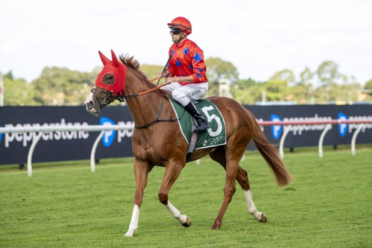 Trainer Dom Sutton is targeting the Australian Oaks with After Summer after her narrow Group 1 Vinery Stud Stakes defeat. [Bradley Photos]