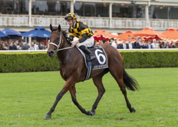 Joliestar arrives: TJ Smith domination seals sprinting crown, Ascot next