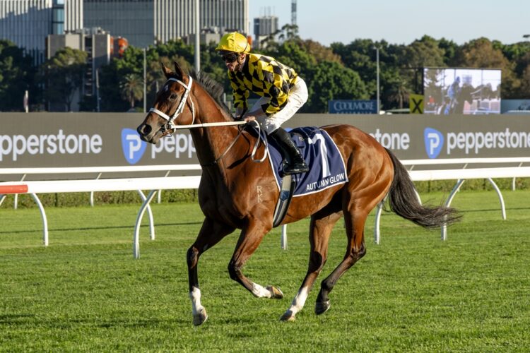 Autumn Glow going to the barriers for the Queen Elizabeth (Credit: Bradley Photos)