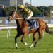 Distance doubts emerge as Autumn Glow’s Cox Plate path thrown into question