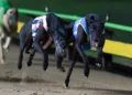 Sandown Park Greyhounds Tips Tonight: Best best, value plays and quaddie preview