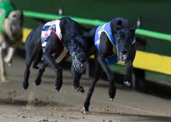 Sandown Park Greyhounds Tips Tonight: Best best, value plays and quaddie preview