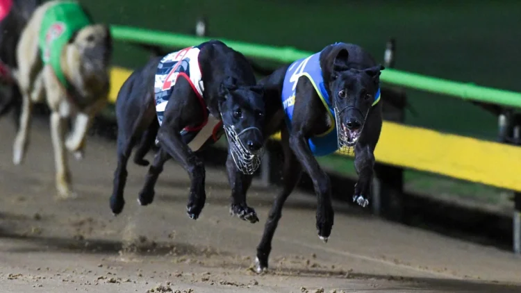 Fast Freddy (2) hits the line with Paw Carver (4) on Launching Pad night. 📷 Clint Anderson