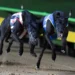 Sandown Park Greyhounds Tips Tonight: Best best, value plays and quaddie preview