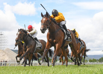 Hastings Trials: NZ Trial Watcher uncovers a host of coming winners