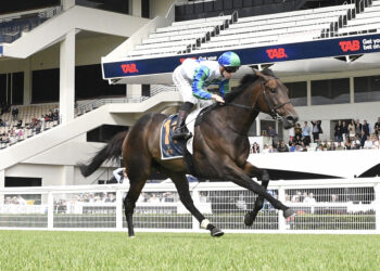 Solid Gold will contest today's feature (Photo: Kenton Wright)