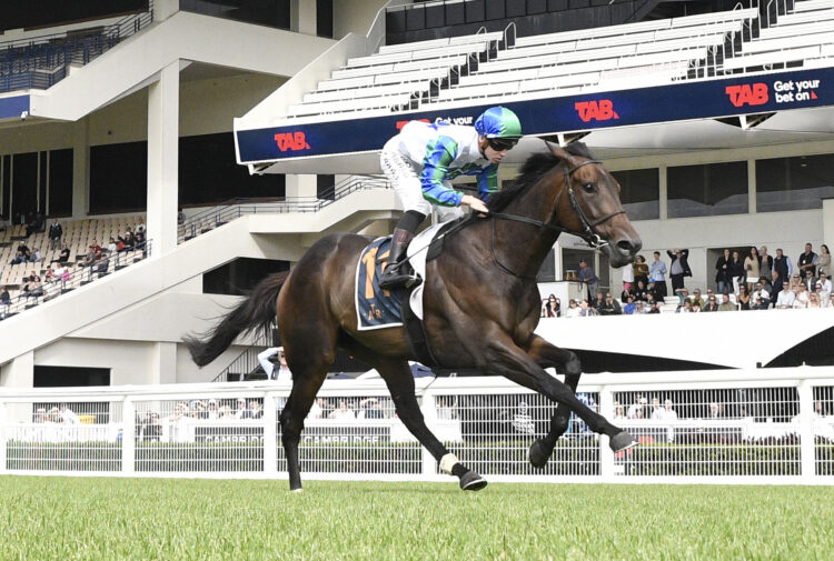 Solid Gold will contest today's feature (Photo: Kenton Wright)