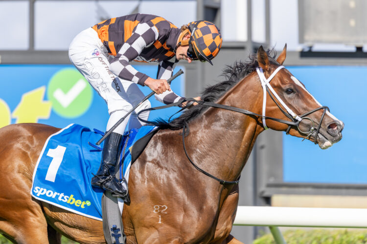 Stay Focused won the 2025 Nitschke Stakes.