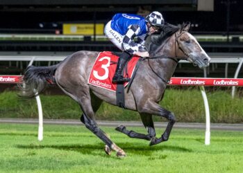 From $151 maiden to Derby favourite: The remarkable rise of Accidental Bid