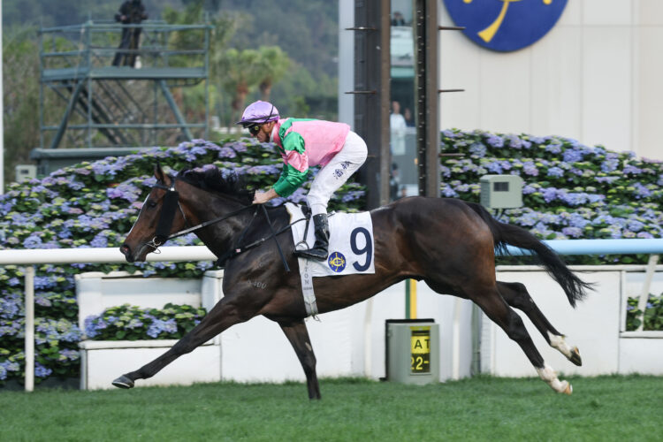 Zac Purton partners Aerovolanic in his bid for a third straight win at Sha Tin as the champion jockey closes in on 100 winners this season. [HKJC]