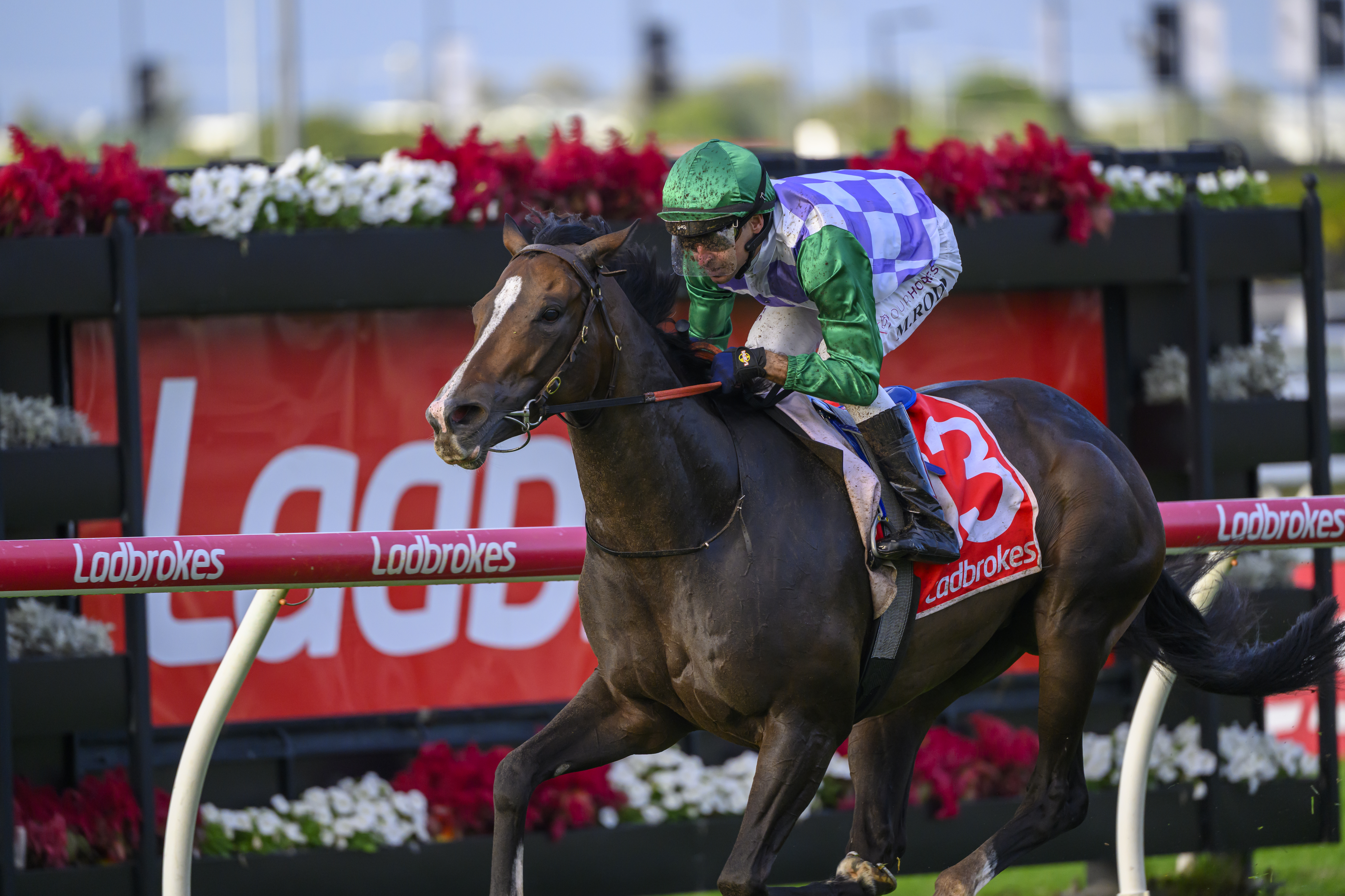 Splash Back hammered in betting as a friendless Private Harry flops