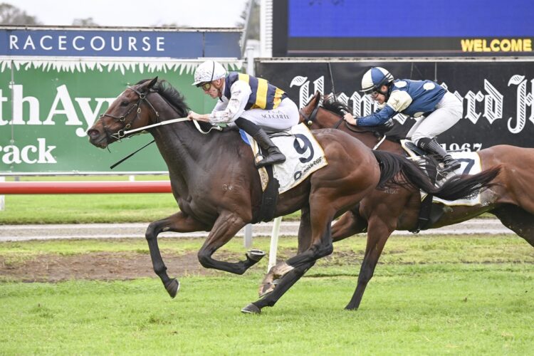 Hezashocka will contest the Listed Campbell Infrastructure Rotorua Cup (2200m) at Arawa Park on Saturday. [Bradley Photos]