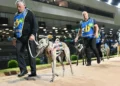 Jason Adams’ runner-by-runner preview of the Sandown Cup