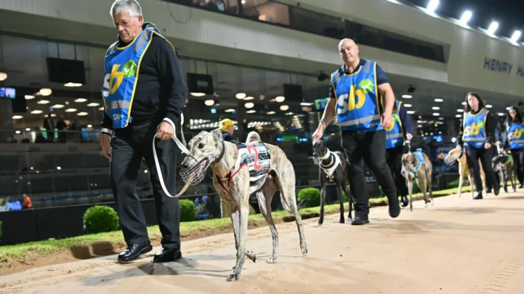 Magpie Hector (2) and Electrify (3) head to the boxes in their heat. Photo: Clint Anderson