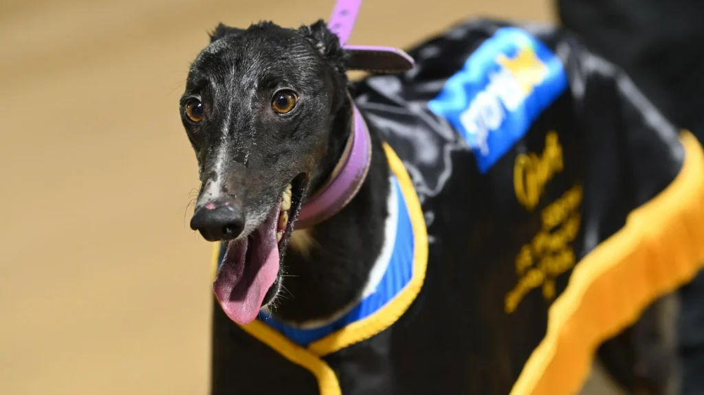 Jason Adams’ Sandown Greyhound Tips: Paw Matic primed ahead of Trilogy build-up