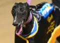 Jason Adams’ Sandown Greyhound Tips: Paw Matic primed ahead of Trilogy build-up