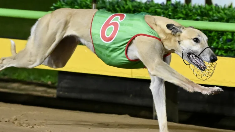 Whispered was superb in the opening heat of the Sportsbet Sapphire Crown. Photo: Clint Anderson