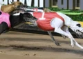 Sandown Cup heats set up blockbuster Group 1 Final