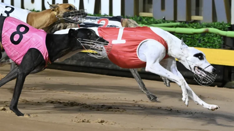 Without A Trace gets up from the canvas to win her Sandown Cup heat. Photo: Clint Anderson