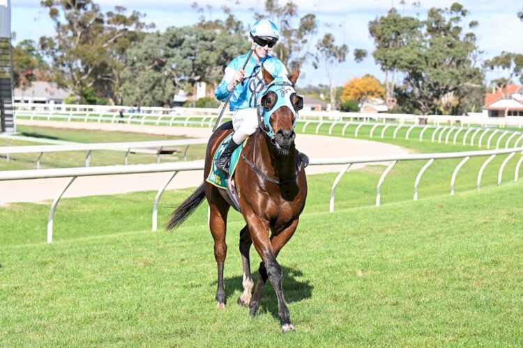 Spike Almighty ridden by Campbell Rawiller returns to the mounting yard after winning  the Cellarbrations Horsham Maiden Plate at Horsham Racecourse on May 19, 2026 in Horsham, Australia. (Photo by Pat Scala/Racing Photos)