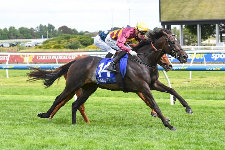 She's A Hustler (NZ) ridden by Jordan Childs wins the The Big Screen Company Zipping Classic at Caulfield Racecourse on November 29, 2025 in Caulfield, Australia. (Photo by Brett Holburt/Racing Photos)