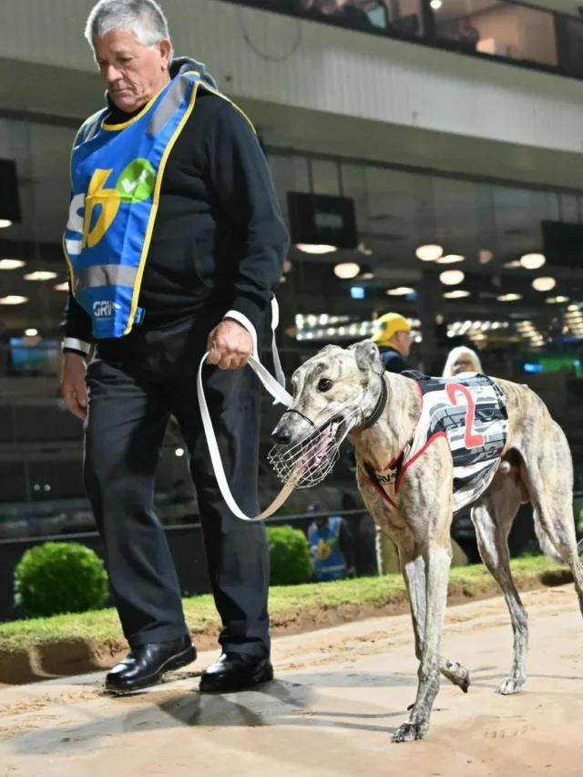Sandown Cup Tips