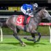 Accidental Bid eyes Queensland Derby dream after English journey