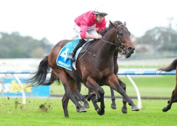 $12 to $3.50: plunge horse earns Coolmore shot