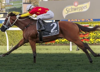Militarize was again the bookies' pal on Saturday.