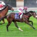From the coffee van to Flemington glory