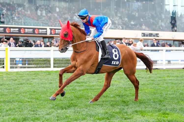 Golden Path on the way to the barriers prior to the running of the Underwood Stakes at Caulfield Racecourse on September 20, 2025 in Caulfield, Australia. (Photo by Scott Barbour/Racing Photos)