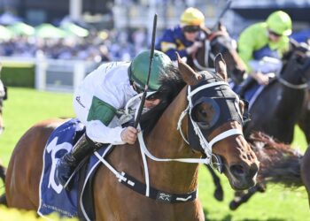 Waller stable thinks it has finally solved the McHale puzzle