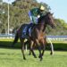 Dean Watling’s NSW Trial Report: Horses to follow from latest trials
