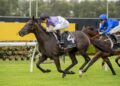 Forest King faces spring audition at Rosehill
