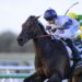 Thebudgiesmugla to follow Half Yours’ spring Cups path