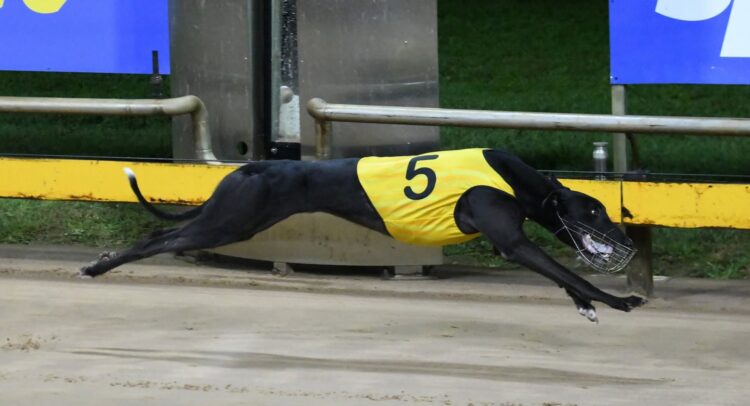 Group 1 Maturity Classic favourite Organised Crime has been forced to change its name after Greyhound Racing Victoria upheld a complaint over its suitability.