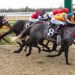 Riccarton Synthetic tips: Red-hot NZ Trial Watcher chases another winning day