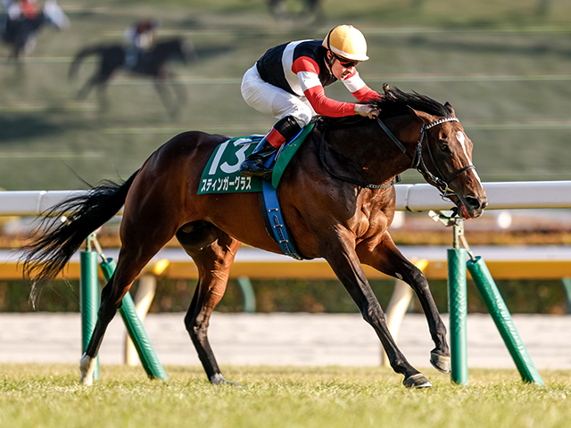 Does Stinger Glass have what it takes to win the Melbourne Cup?