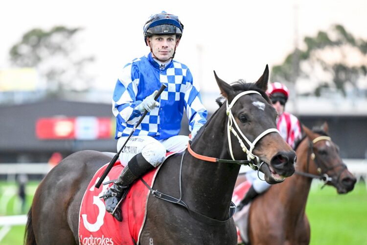 Misty Legend ridden by Bailey Kinninmont returns to the mounting yard after winning the Statewide Turf BM62 Handicap at Moe Racecourse on May 28, 2026 in Moe, Australia. (Photo by Pat Scala/Racing Photos)