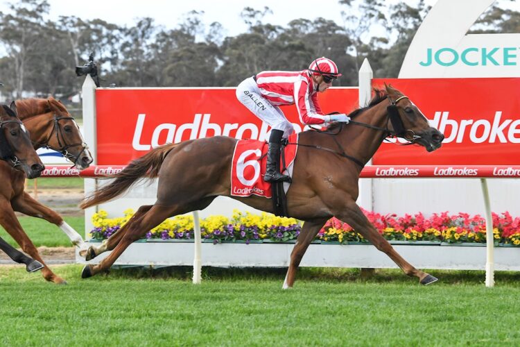 Obvious ridden by Ben Allen wins the Ladbrokes Mates Mode Pots 3YO Maiden Plate at Bendigo Racecourse on September 17, 2025 in Bendigo, Australia. (Photo by Brett Holburt/Racing Photos)