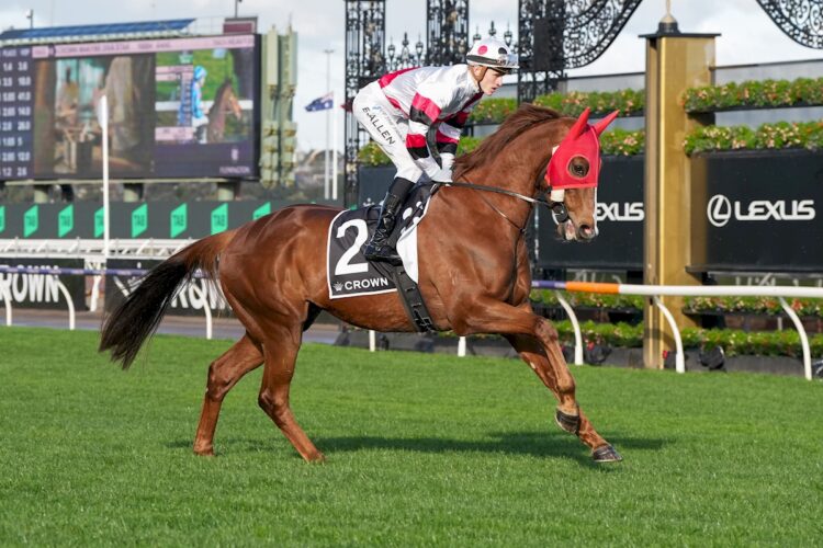 Pinstriped on the way to the barriers prior to the running of the Crown Makybe Diva Stakes at Flemington Racecourse on September 14, 2024 in Flemington, Australia. (Photo by George Sal/Racing Photos)