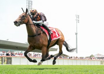 Maher plots Melbourne Cup path for Shockletz