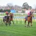 Plunges, patterns and punters’ frustrations from Bletchingly Stakes Day