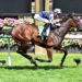 Sass Appeal’s Group 1 spring takes shape